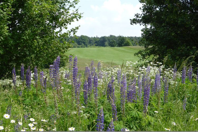 Rehburg Loccum Golfbaan Duitsland Midden Duitsland Bloemen