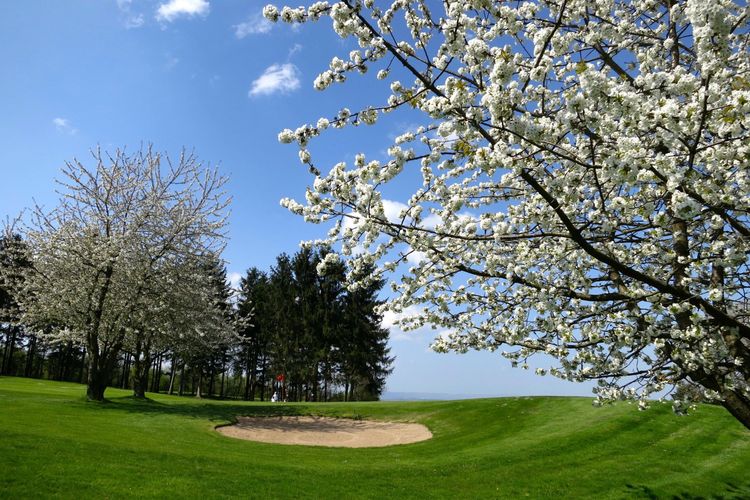 Schaumburg Golfbaan Duitsland Midden Duitsland Boom