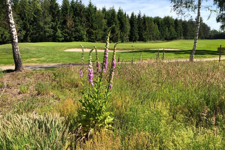 T Zelle Golf Nederland Drenthe Bloem.jpeg