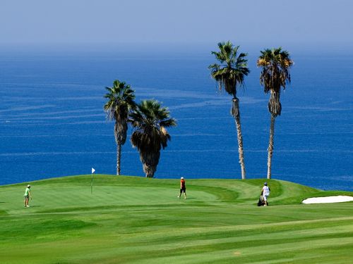 Costa Adeje Golf Tenerife Zee Palmboom