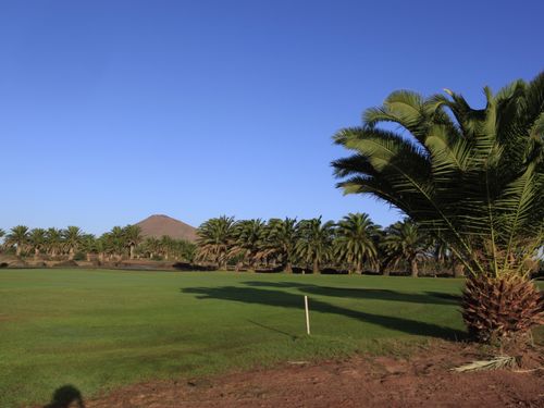 Costa Teguise Golf Lanzarote Palmboom