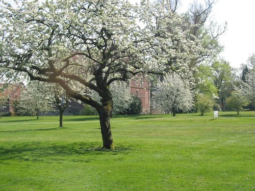 Munster Wilkinghege Golfbaan Duitsland Grensstreek Bloesem