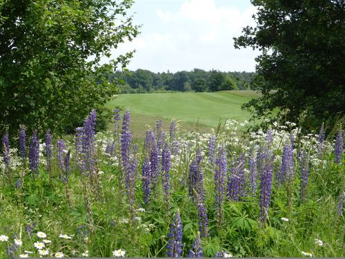 Rehburg Loccum Golfbaan Duitsland Midden Duitsland Bloemen