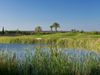 Oconnor Golf Portugal Algarve Riet Green