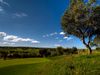 Silves Golf Portugal Algarve Green Bomen