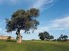 Silves Golf Portugal Algarve Olijfboom.JPG